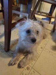 Lost Male Dog last seen Stockton Blvd &Florin Rd , Sacramento, CA 95822