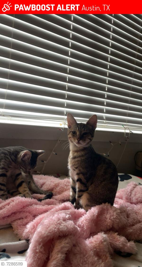 Lost Male Cat last seen congress south 1st, Austin, TX 78745