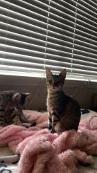 Lost Male Cat last seen congress south 1st, Austin, TX 78745