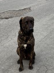 Found/Stray Male Dog last seen Fairfax and Columbia - South Salinas, Salinas, CA 93901