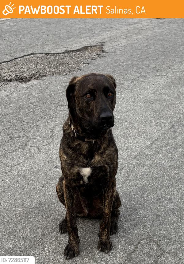 Found/Stray Male Dog last seen Fairfax and Columbia - South Salinas, Salinas, CA 93901