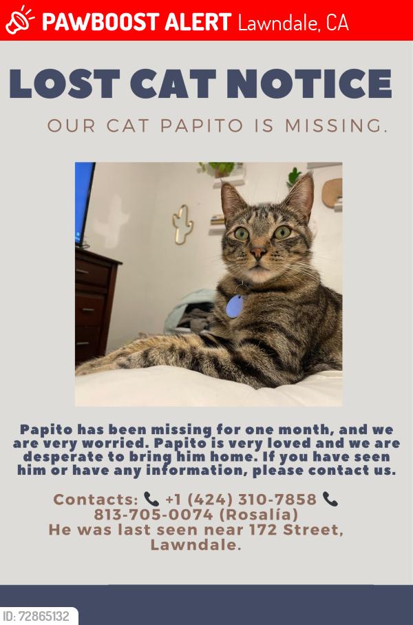 Lost Female Cat last seen 172nd St lawndale, Lawndale, CA 90260