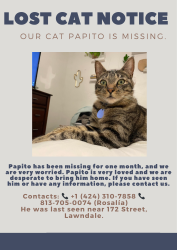 Lost Female Cat last seen 172nd St lawndale, Lawndale, CA 90260