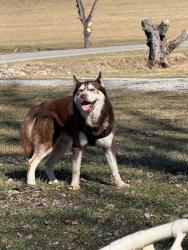 Lost Male Dog last seen Carlton Dr., Eighty Four, PA, Eighty Four, PA 15330