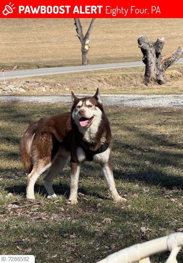 Lost Male Dog last seen Carlton Dr., Eighty Four, PA, Eighty Four, PA 15330