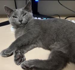 Reunited Female Cat last seen Royal Palm Blvd between Coral Springs and Coral Ridge Dr, Coral Springs, FL 33071