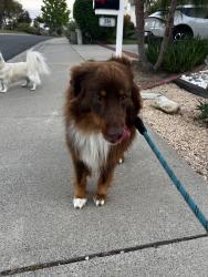 Found/Stray Male Dog last seen Cerro and Willowspring , Encinitas, CA 92024