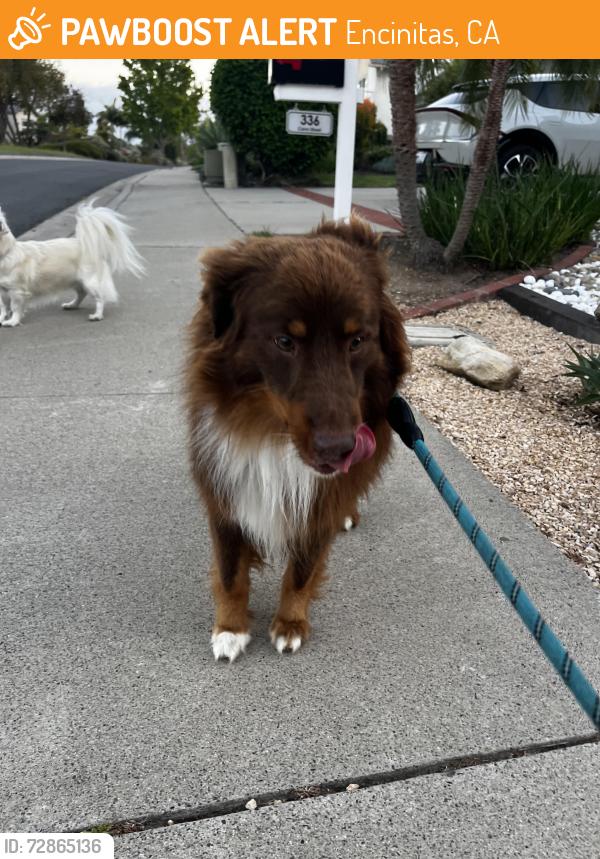 Found/Stray Male Dog last seen Cerro and Willowspring , Encinitas, CA 92024