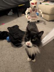 Lost Male Cat last seen Orchard heights - Karen Way, Salem, OR 97304