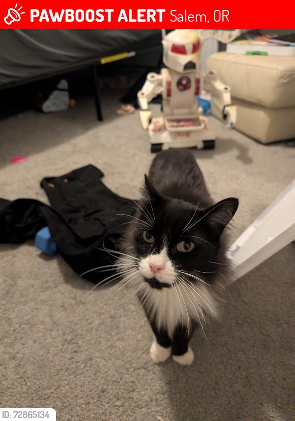 Lost Male Cat last seen Orchard heights - Karen Way, Salem, OR 97304