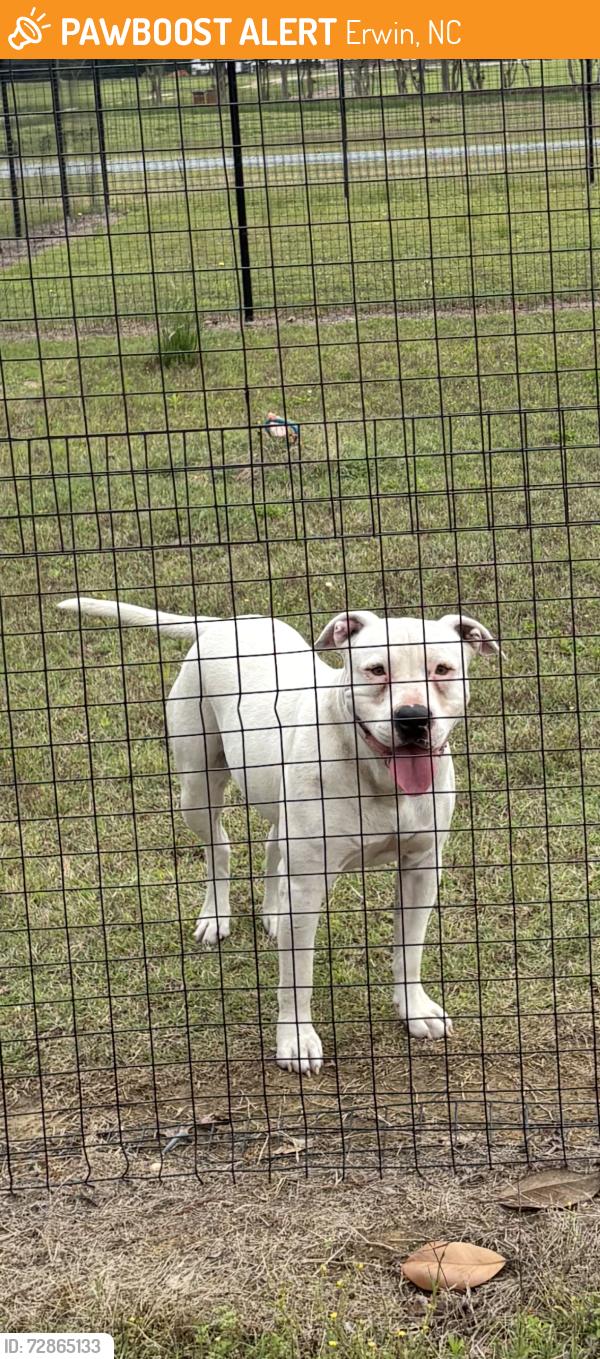 Found/Stray Female Dog last seen Emart Erwin NC, Erwin, NC 28339