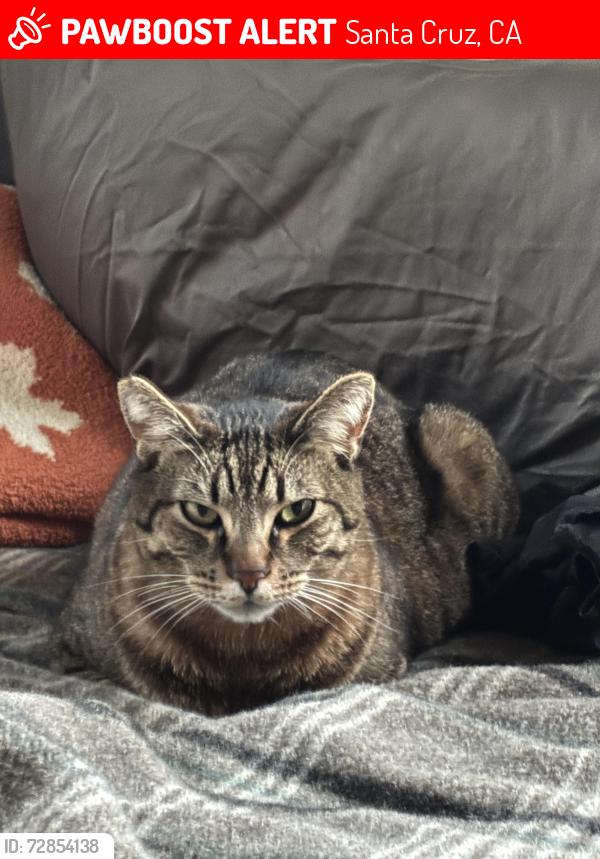 Lost Male Cat last seen laurent street, Santa Cruz, CA 95060