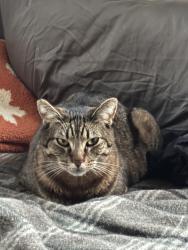 Lost Male Cat last seen laurent street, Santa Cruz, CA 95060