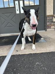 Lost Male Dog last seen Willow grove mall , Willow Grove, PA 19090