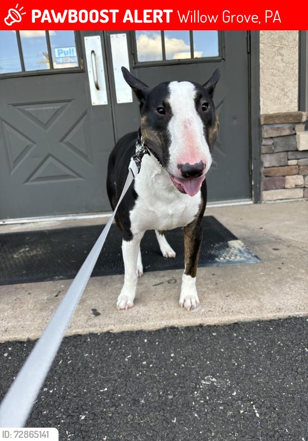 Lost Male Dog last seen Willow grove mall , Willow Grove, PA 19090