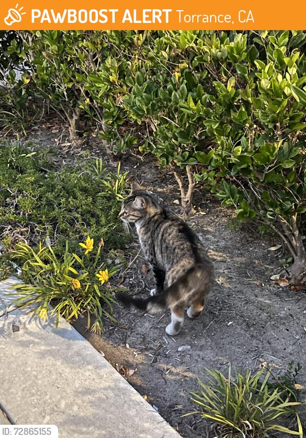 Found/Stray Female Cat last seen Near Lomita Blvd Torrance, CA  90505 United States, Torrance, CA 90505