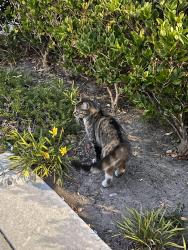 Found/Stray Female Cat last seen Near Lomita Blvd Torrance, CA  90505 United States, Torrance, CA 90505