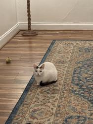 Lost Female Cat last seen Nolensville pike, Nashville, TN 37211