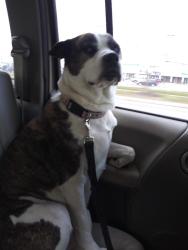 Reunited Female Dog last seen groesbeck and 9 mile, Warren, MI 48089