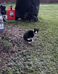 Found/Stray Unknown Cat last seen Around woodhill park area, Lexington, KY 40509
