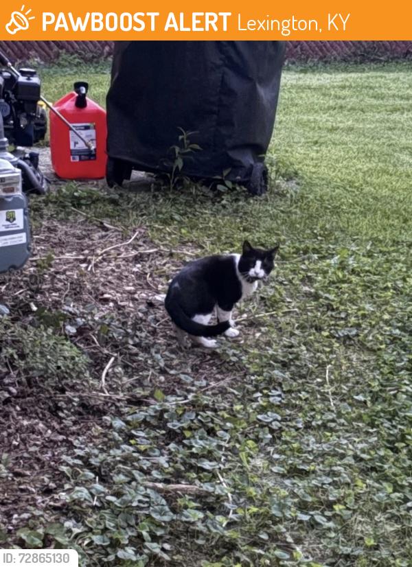 Found/Stray Unknown Cat last seen Around woodhill park area, Lexington, KY 40509