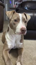 Found/Stray Female Dog last seen Greenbrier , Ferry Pass, FL 32514
