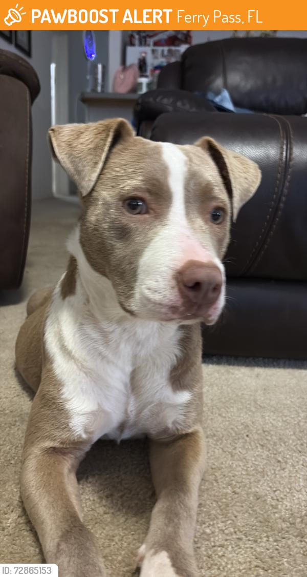 Found/Stray Female Dog last seen Greenbrier , Ferry Pass, FL 32514