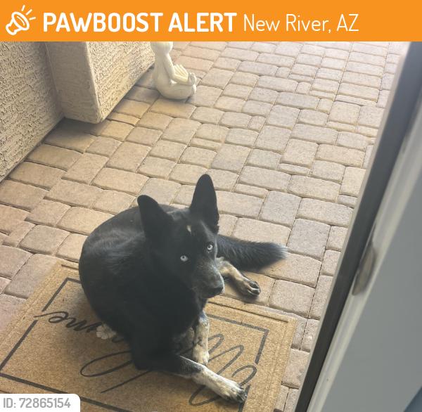 Found/Stray Male Dog last seen 7th street & Desert Hills Drive, New River, AZ 85086