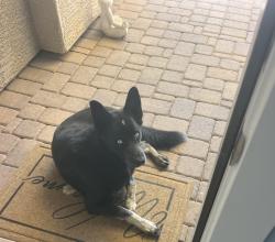 Found/Stray Male Dog last seen 7th street & Desert Hills Drive, New River, AZ 85086