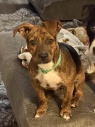 Found/Stray Female Dog last seen HWY 60 E, Polk County, FL 33898
