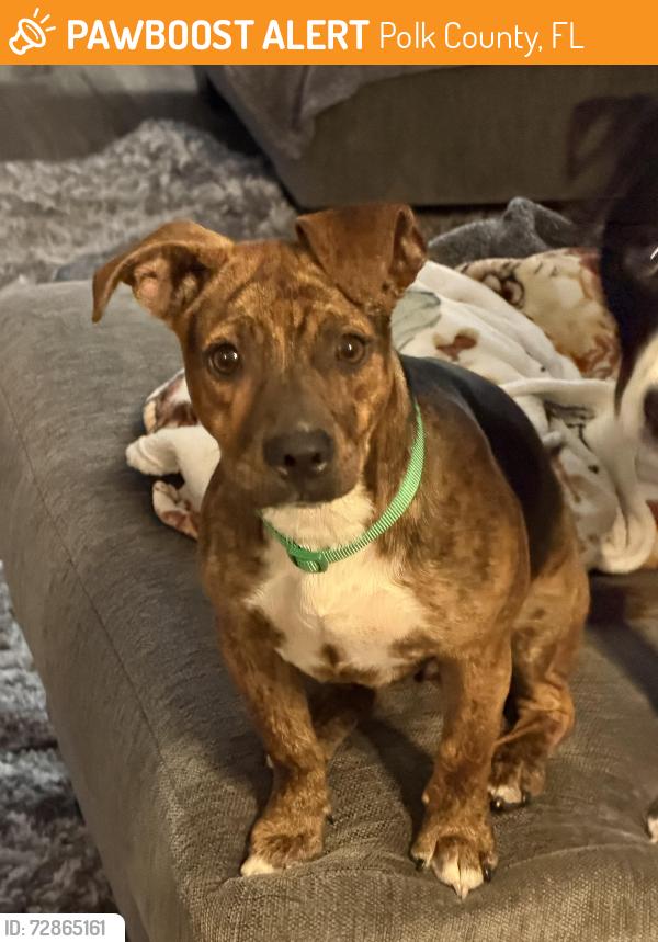 Found/Stray Female Dog last seen HWY 60 E, Polk County, FL 33898