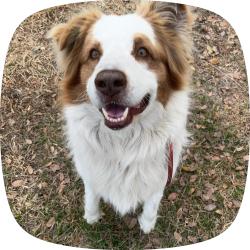 Lost Male Dog last seen Belleview Florida , Belleview, FL 34420