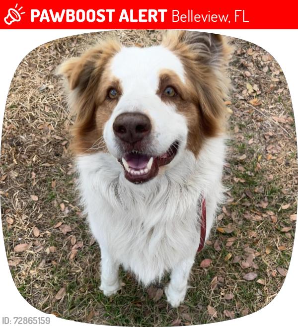 Lost Male Dog last seen Belleview Florida, Belleview, FL 34420