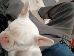 Lost Male Dog last seen Scott ST 25525 chualar California 93925, Chualar, CA 93925