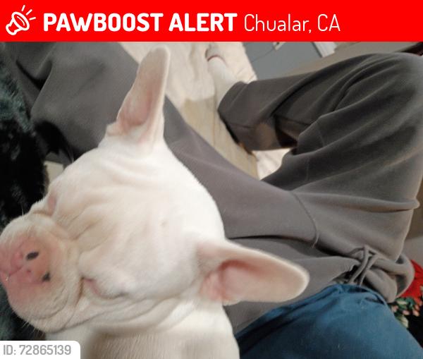 Lost Male Dog last seen Scott ST 25525 chualar California 93925, Chualar, CA 93925
