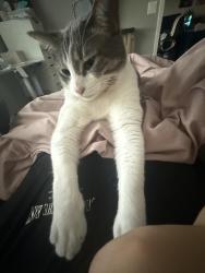 Lost Male Cat last seen Rhinestone St NW , Ramsey, MN 55303