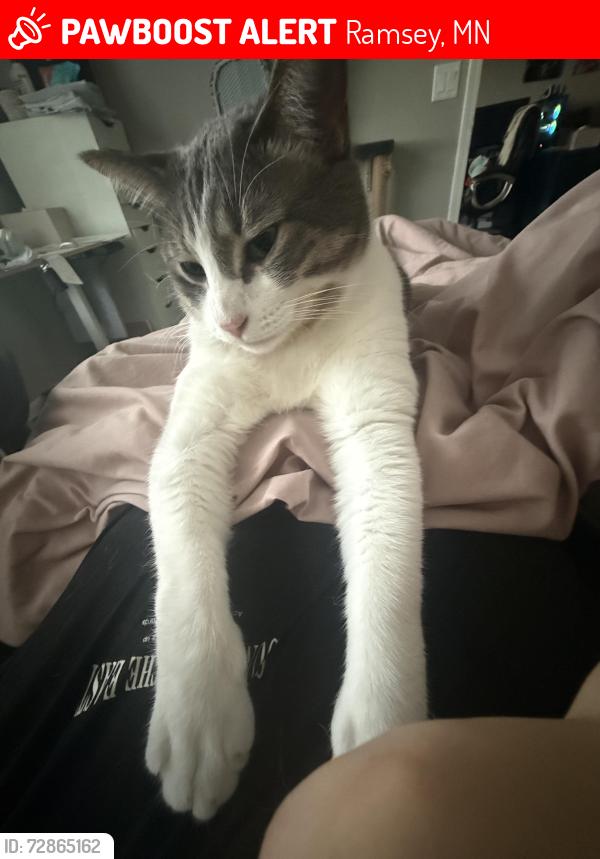 Lost Male Cat last seen Rhinestone St NW , Ramsey, MN 55303