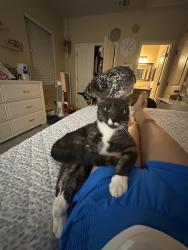 Found/Stray Unknown Cat last seen Baby bear dr barracks , College Station, TX 77845