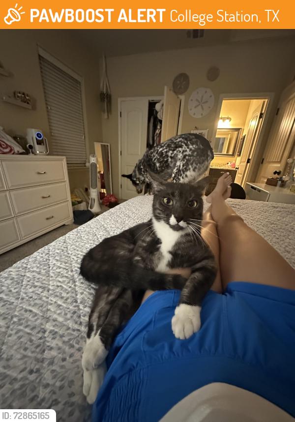 Found/Stray Unknown Cat last seen Baby bear dr barracks , College Station, TX 77845