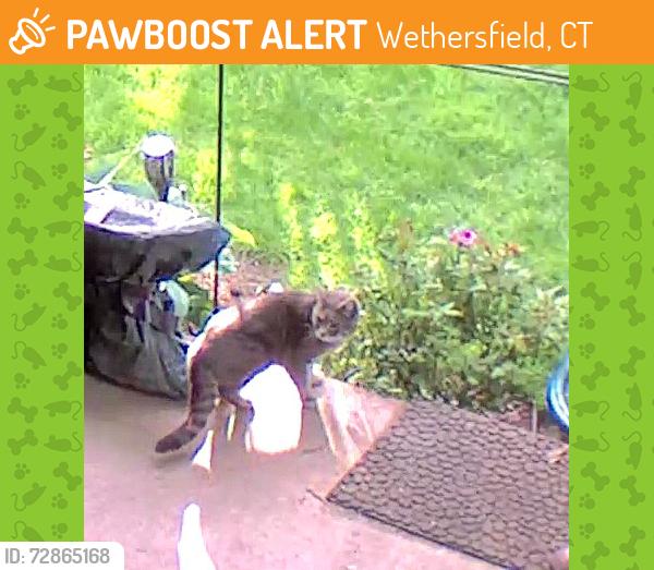 Found/Stray Unknown Cat last seen Prospect St & Old Reservoir Rd, Wethersfield, CT 06109