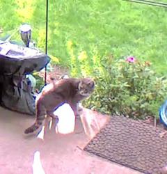 Found/Stray Unknown Cat last seen Prospect St & Old Reservoir Rd, Wethersfield, CT 06109