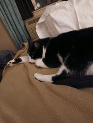 Lost Male Cat last seen Glenview Motel, Dubuque, IA 52003