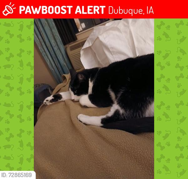 Lost Male Cat last seen Glenview Motel, Dubuque, IA 52003