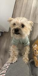Lost Male Dog last seen Oxford street and Broadway , Chula Vista, CA 91911