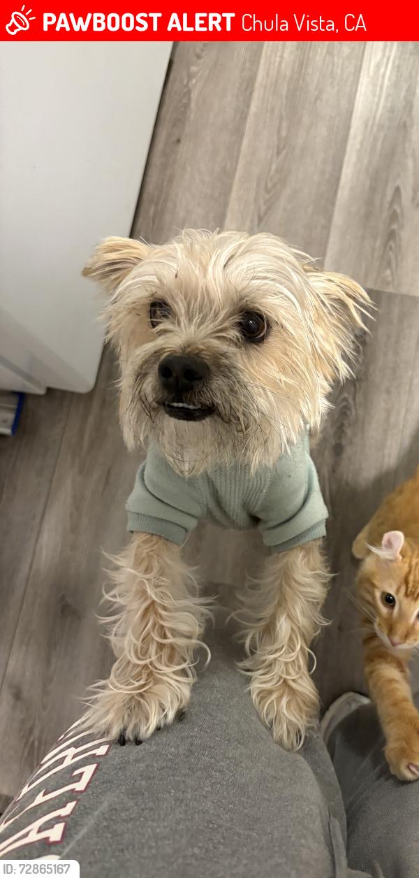 Lost Male Dog last seen Oxford street and Broadway , Chula Vista, CA 91911