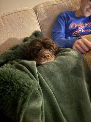 Lost Male Dog last seen N Saker and Marblefalls, Wichita, KS 67219