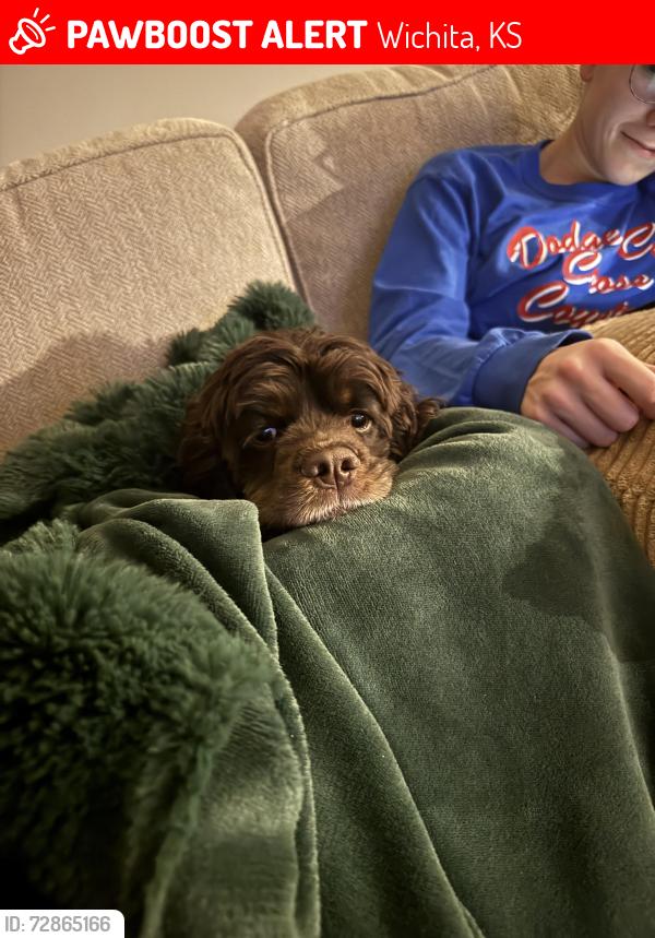 Lost Male Dog last seen N Saker and Marblefalls, Wichita, KS 67219
