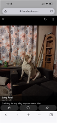 Lost Male Dog last seen Market st ext. , Cheraw, SC 29520