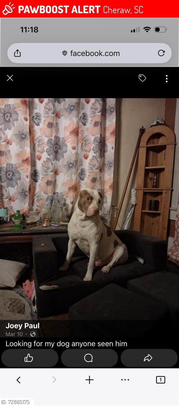Lost Male Dog last seen Market st ext. , Cheraw, SC 29520