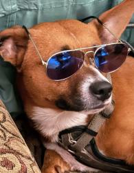 Reunited Male Dog last seen Was took from bp, Independence, MO 64055